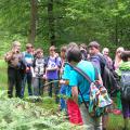 Waldexkursion 6/2012