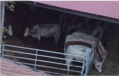 "Leibniz geht nach draußen" - 5e auf dem Bauernhof in Trulben 22.5.13