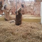 Kurs 12 Bi im Landauer Zoo 22.5.13