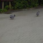 Kurs 12 Bi im Landauer Zoo 22.5.13