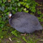 Kurs 12 Bi im Landauer Zoo 22.5.13