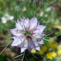 Garten-AG 6/24
