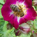 Garten-AG 6/24